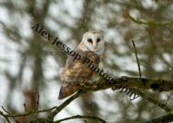 Barn Owl